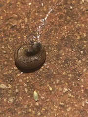 Ambigolimax