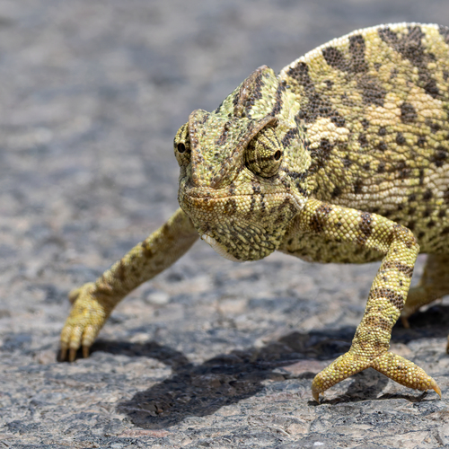 Common Chameleon