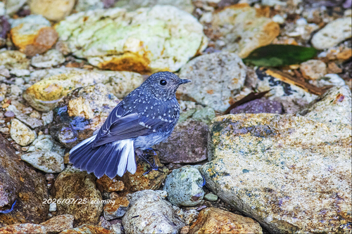 Plumbeous Water Redstart