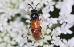 Arge melanochra