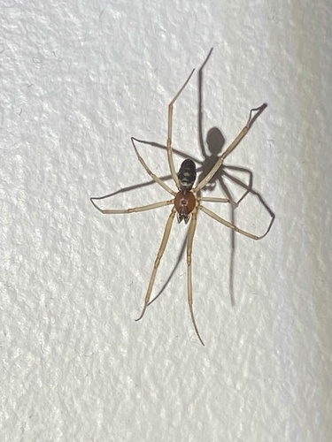 False Black Widow
