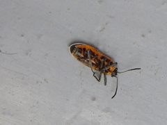 Tropidothorax sinensis