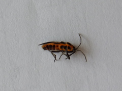 Tropidothorax sinensis