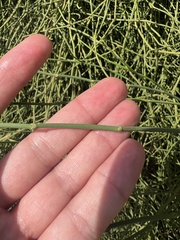 (c) Hannah Rogers, some rights reserved (CC BY) Ephedra fragilis, photograph (c) Hannah Rogers, some rights reserved (CC BY)