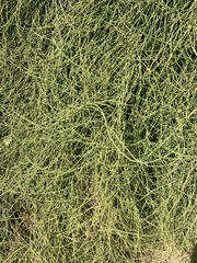 (c) Hannah Rogers, some rights reserved (CC BY) Ephedra fragilis, photograph (c) Hannah Rogers, some rights reserved (CC BY)