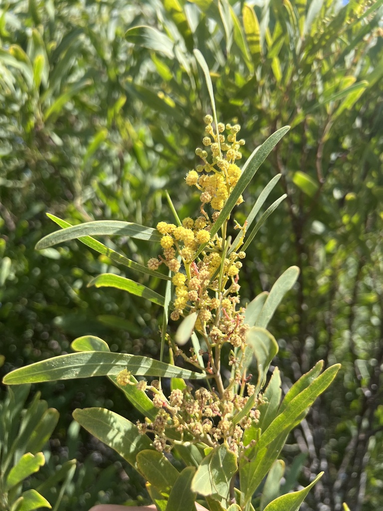Keo sơn – Acacia retinodes