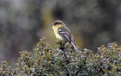 Nephelomyias ochraceiventris