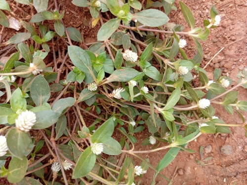 prostrate globe-amaranth