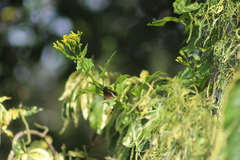 Eurytela hiarbas