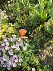 Papaver dubium