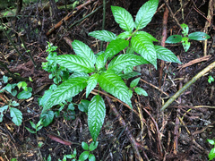 Mercurialis leiocarpa