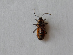 Tropidothorax sinensis