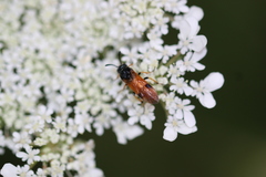 Arge melanochra