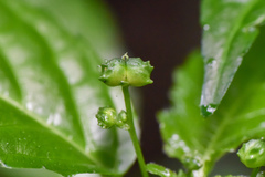 Mercurialis leiocarpa
