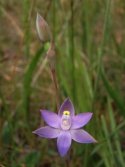 Thelymitra holmesii