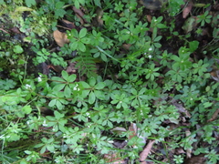 Galium echinocarpum