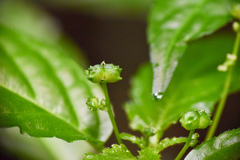 Mercurialis leiocarpa