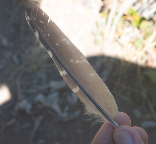 Plume de Perdrix grise