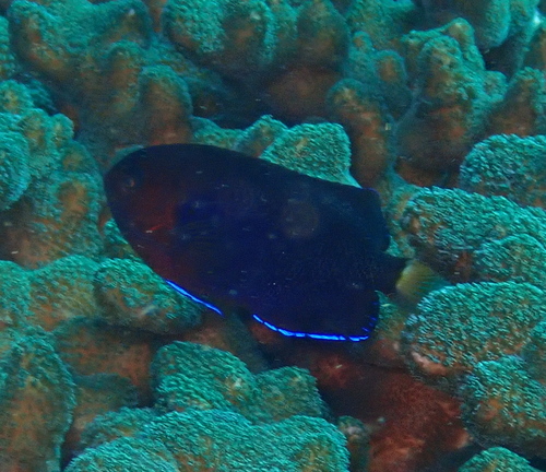 Centropyge fisheri observed 2026-07-28