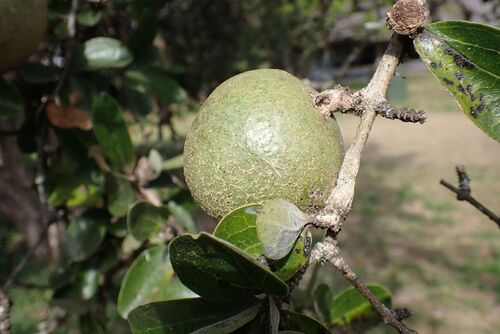 Strychnos madagascariensis, photograph 3