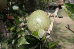 author not stated, no rights reserved Strychnos madagascariensis, photograph author not stated, no rights reserved