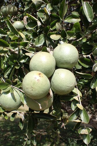 Strychnos madagascariensis