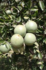 Strychnos madagascariensis