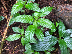 Mercurialis leiocarpa