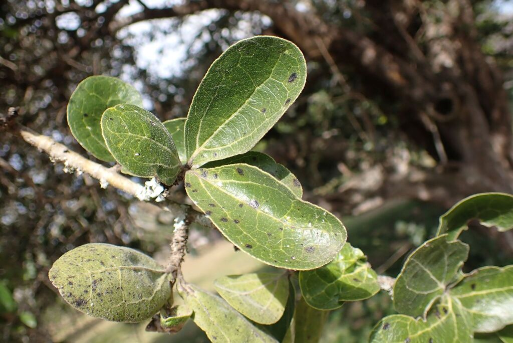 Strychnos madagascariensis; photograph author not stated, no rights reserved