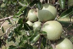author not stated, no rights reserved Strychnos madagascariensis, photograph author not stated, no rights reserved