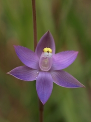 Thelymitra holmesii