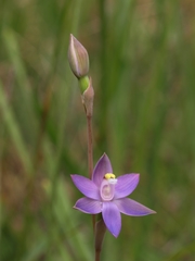 Thelymitra holmesii