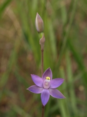 Thelymitra holmesii