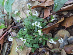 Sanicula petagnioides