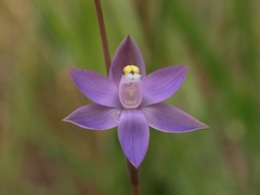 Thelymitra holmesii