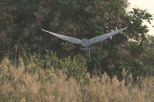 iNaturalist image