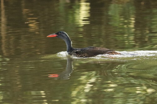 iNaturalist image