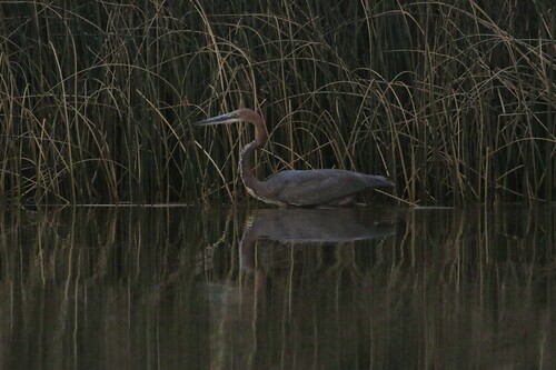 iNaturalist image