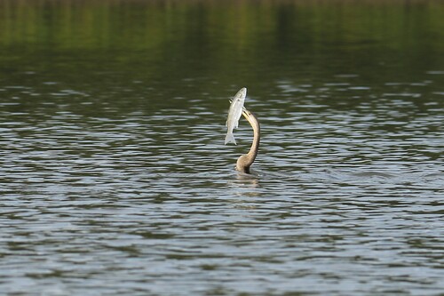 iNaturalist image