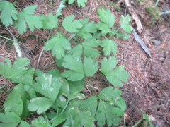 Adoxa moschatellina, photograph author not stated, no rights reserved