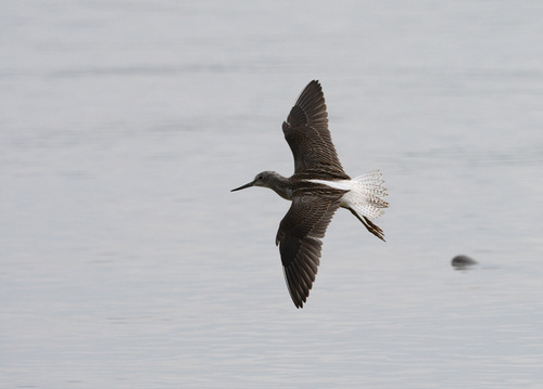 iNaturalist image