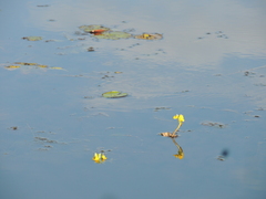 Utricularia foliosa