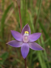 Thelymitra holmesii