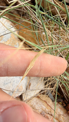 Brachypodium retusum, photograph (c) mycoroco, some rights reserved (CC BY)