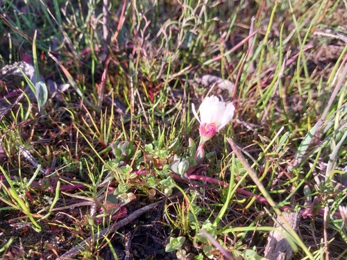 Lampranthus reptans, photograph 4