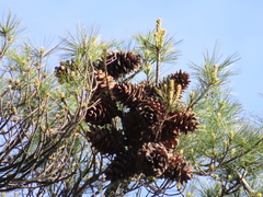 Pinus morrisonicola