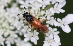 Arge melanochra
