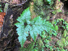 Davallia trichomanoides