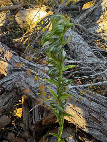 Banded Greenhood