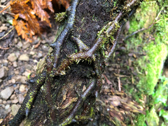Davallia trichomanoides